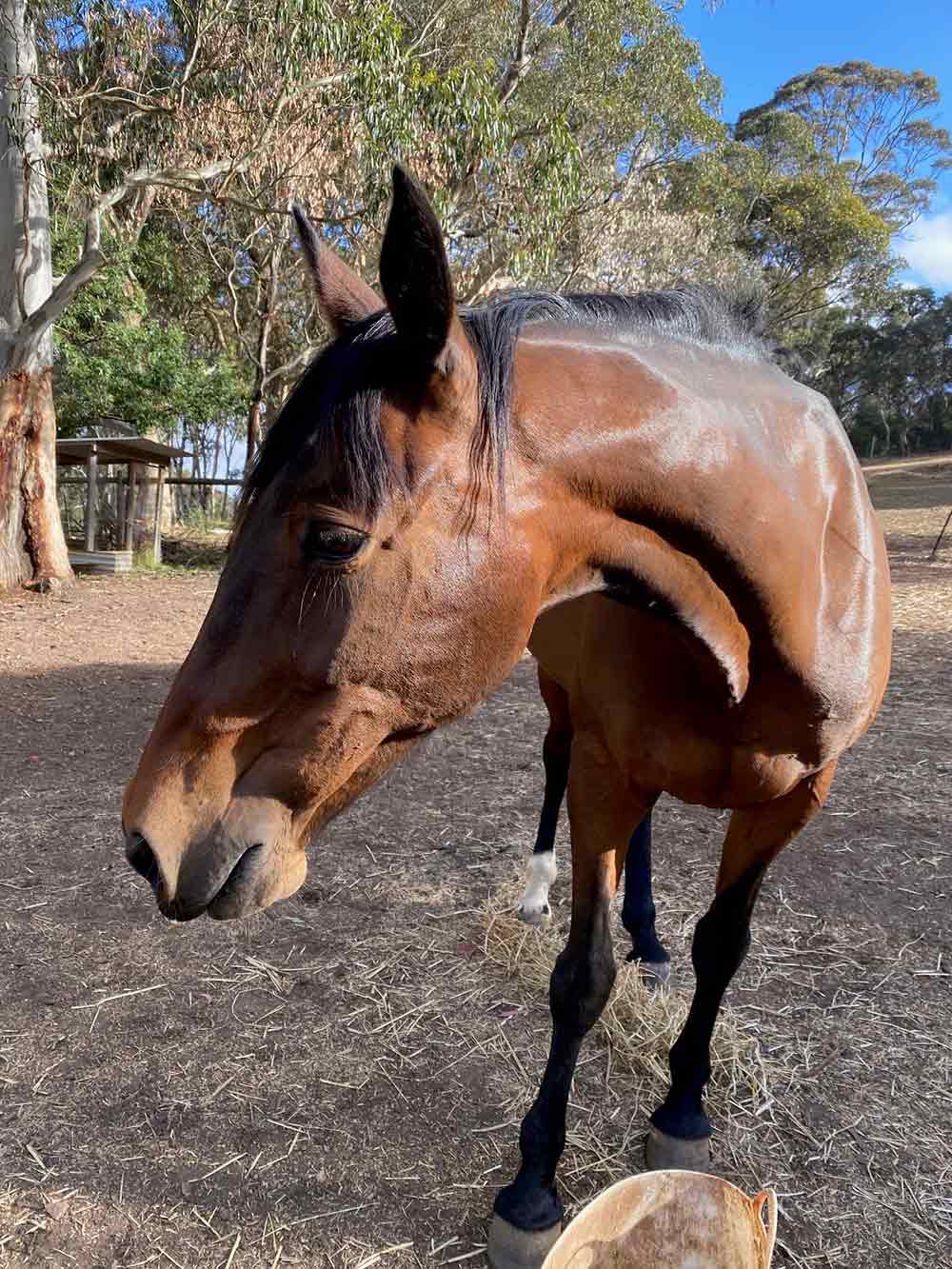 Equine - Life is for Living Mentoring